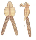 Lernaeopoda bidiscalis