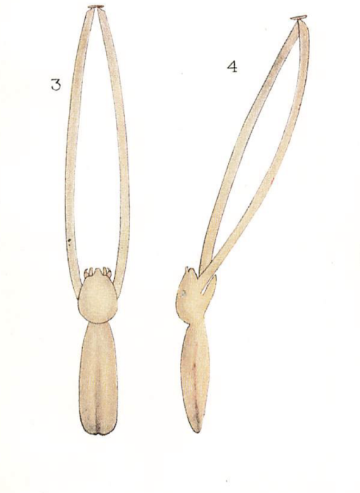 Lernaeopoda elongata