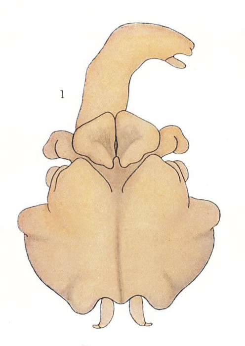 Brachiella triglae
