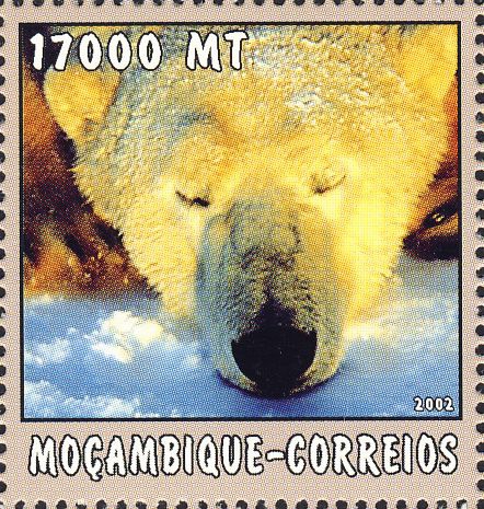 Ursus maritimus Ursus maritimus