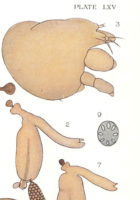 Clavella uncinata