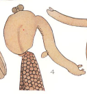 Clavella rugosa