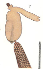 Clavella dubia 