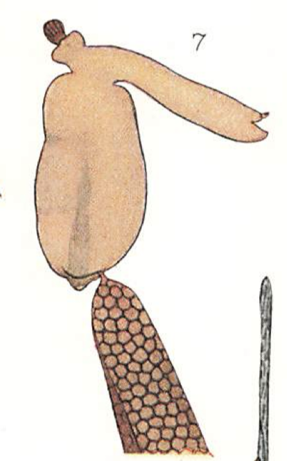 Clavella dubia 