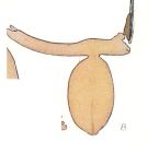 Clavella stellata 