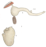 Clavella scombri
