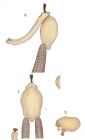 Clavella canthari 