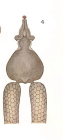 Clavella alata