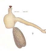 Clavella emarginata 