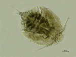 Neoparmulella periperiensis