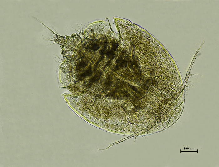 Neoparmulella periperiensis