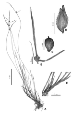 Cyperus cataphyllatus illustration