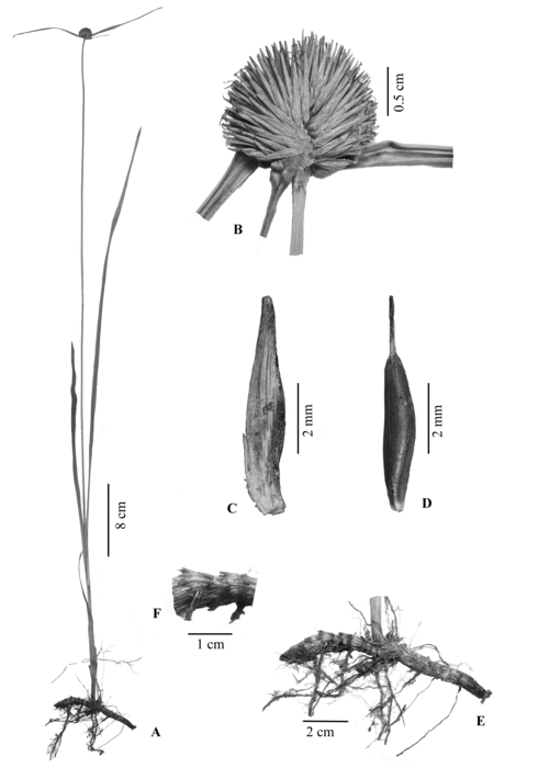 Cyperus absconditicoronatus illustration