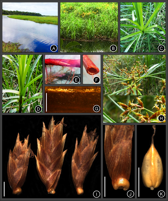 Cyperus prophyllatus photographs