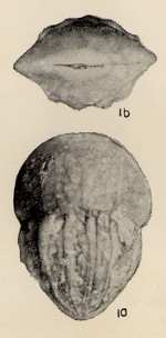 Lingulina paucicostata Chang, 1956