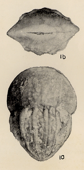 Lingulina paucicostata Chang, 1956