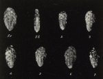 Bolivina fastigia var. miocenica Gianotti, 1953