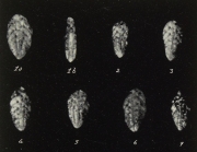 Bolivina fastigia var. miocenica Gianotti, 1953