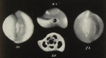 Quinqueloculina sigmoilinoides Gianotti, 1953