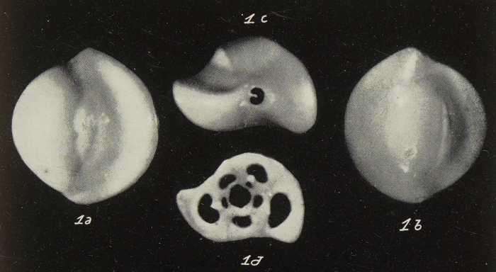 Quinqueloculina sigmoilinoides Gianotti, 1953