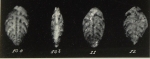 Bolivinoides miocenicus Gianotti, 1953