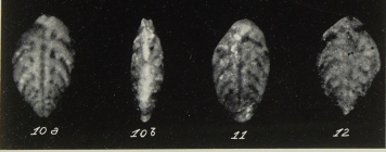 Bolivinoides miocenicus Gianotti, 1953
