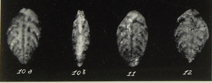 Bolivinoides miocenicus Gianotti, 1953