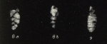 Reussella parallela Gianotti, 1953