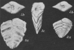 Spiroplectammina adamsi Lalicker, 1935