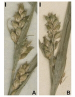 Detailed picture of the inflorescence of the lectotype of C. lepida Boott (A; K herbarium) and an isolectotype (B; K herbarium).