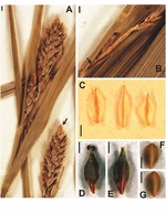 Detailed pictures of the holotype (A; NY herbarium) and isotype (B–G; A herbarium) of Carex roalsoniana Jim.-Mejías & M. Escudero. 