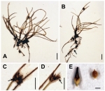 Holotype of Carex via-incaica Jim.-Mejías & E.H.Roalson. 