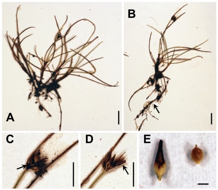 Holotype of Carex via-incaica Jim.-Mejías &amp; E.H.Roalson. 