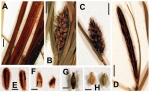 Detailed images of the holotype of Carex haematopus Jim.-Mejías & E.H.Roalson. 