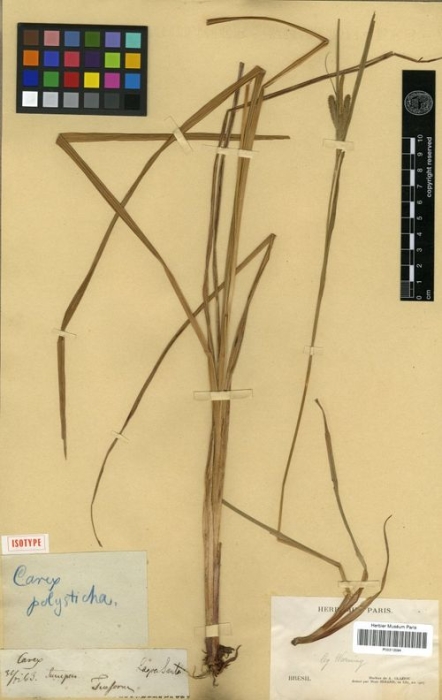 Carex polysticha P 00313594 isolectotype 1