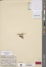 Carex umbellata var. depressa B 100244338 Lectotype 1