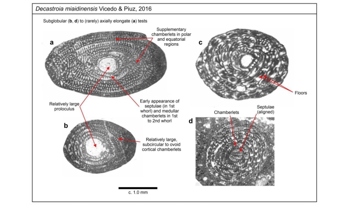 Decastroia miaidinensis Vicedo &amp; Piuz, 2016