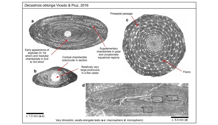 Decastroia oblonga Vicedo &amp; Piuz, 2016