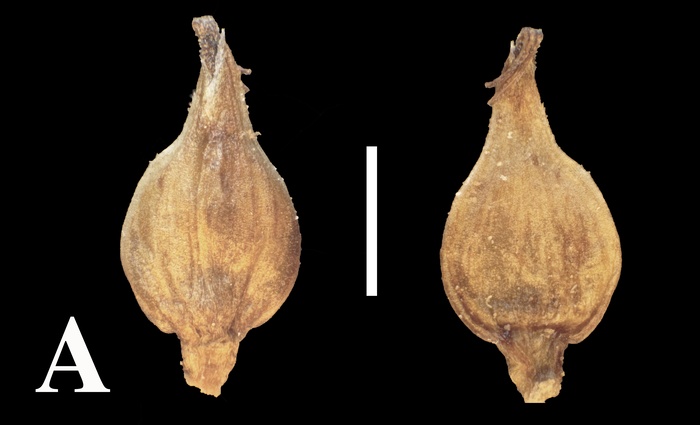 Perigynia abaxial (left) and adaxial (right) surfaces at 40× magnification of Carex hypsipedos (Weberbauer 2617, G)