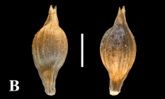 Perigynia abaxial (left) and adaxial (right) surfaces at 40× magnification of C. punicola (Weberbauer 2617). 