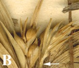 Terminal pseudospikelets of Carex punicola (Weberbauer 2617, B). 