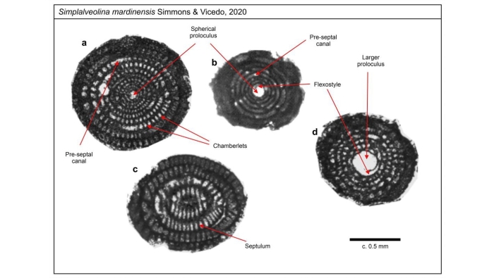 Simplalveolina mardinensis Simmons &amp; Vicedo, 2020