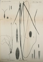 Lectotype of Uncinia trichocarpa C.A.Meyer