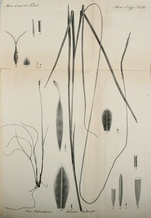 Lectotype of Uncinia trichocarpa C.A.Meyer