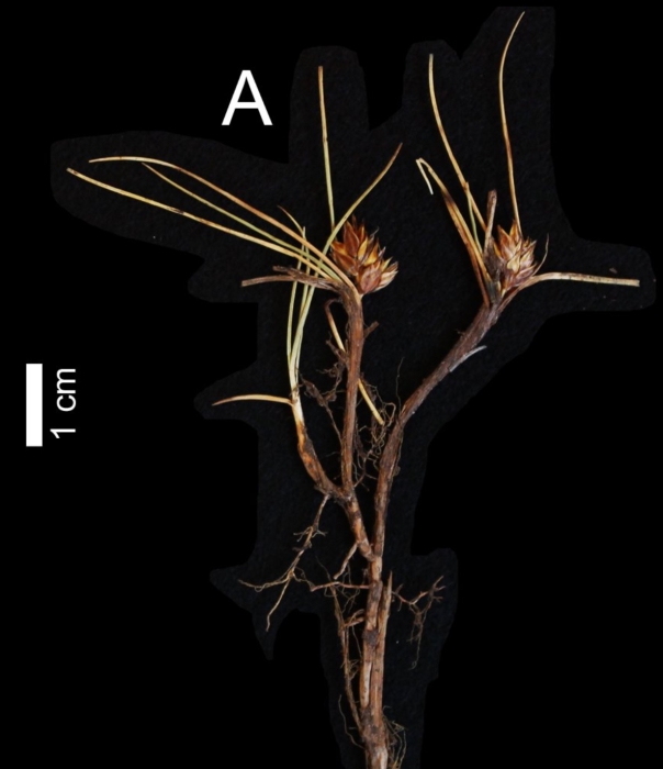 Carex ruthsatziae (46GERP15, UPOS), whole plant