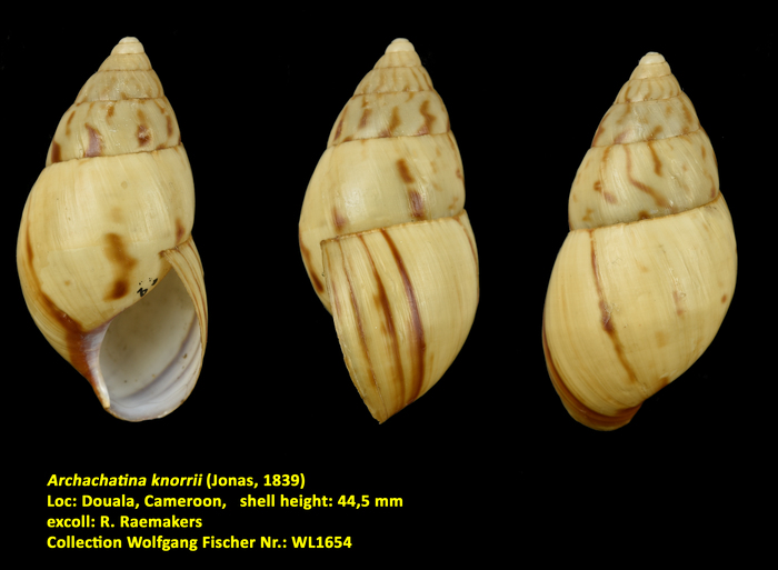 Archachatina knorrii (Jonas, 1839)
