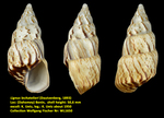 Lignus lechatelieri (Dautzenberg, 1893)
