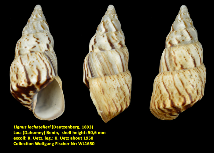 Lignus lechatelieri (Dautzenberg, 1893)
