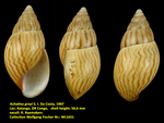 Achatina greyi S. I. Da Costa, 1907