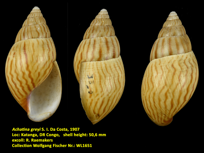 Achatina greyi S. I. Da Costa, 1907
